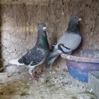 پلاکی|پرنده|قرچک, امین آباد|دیوار