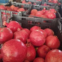 انار درجه یک اماده