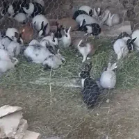 فروش خرگوش سالم وسرحال