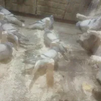 کبوترسبز دو مسفید معاوضه باپلاکی|پرنده|مرودشت, نقش رستم|دیوار