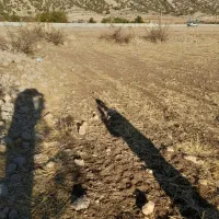 فروش زمین کشاورزی وخانه باغ|فروش زمین و ملک کلنگی|ایوان, |دیوار