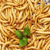 فروش کرم خشک میلورم