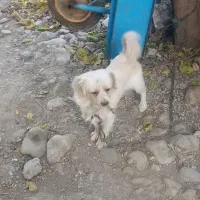 سگ پاکوتاه فک کوچیک 4میلیون تومان