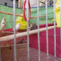 دوجفت فنچ بالغ زبرا جوجه داده ویک عدد نر