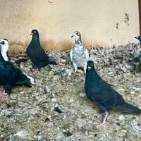 ۶تا جوجه کفتر