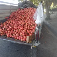 پیکان وانت|خودرو سواری و وانت|الشتر, |دیوار