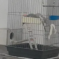 یک جفت عروس هلندی با وسایل