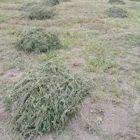 غذای دام درجه یک
