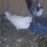 کبوتر بلندپرواز|پرنده|فومن, |دیوار