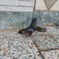 کبوتر نر قهوه ای چهار خال