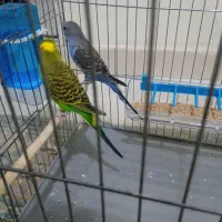 مرغ عشق جفت نر ماده