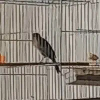 قناری شلاقی مست