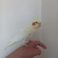 عروس هلندی نر