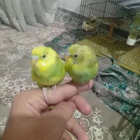 فروش 2 عدد مرغ عشق نیمه دستی  دونه ای150|پرنده|مهدی شهر, |دیوار