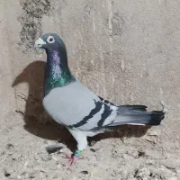 کفتر صید|پرنده|تایباد, |دیوار