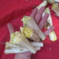 کنگر کوهی تازه