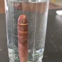 انواع عرج|کلکسیون اشیاء عتیقه|اهواز, کارون|دیوار