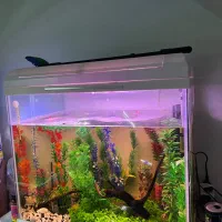 آکواریوم گوپی با تجهیزات|ماهی|اردبیل, |دیوار