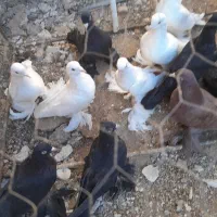 کبوترلوتی‌وسیاه‌پاپر