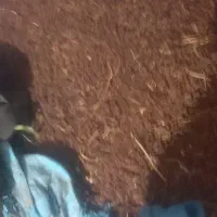 کشمش ارگانیک اصل بدون دانه