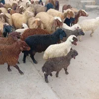 گوسفند بره|حیوانات مزرعه|جوانرود, |دیوار