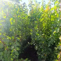 شهر نهال مرکز فروش نهال اصیل|خدمات باغبانی و درختکاری|کرمانشاه, |دیوار