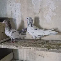 سینه سرور|پرنده|شیراز, گویم|دیوار