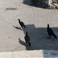 مرغ و خروس  روستای قلعه کمیز|حیوانات مزرعه|رودان, |دیوار