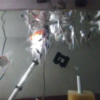 ماهی زینتی|ماهی|مراغه, |دیوار