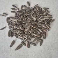 تخمه آفتابگردان