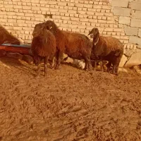 زاییده|حیوانات مزرعه|نیشابور, دربقاضی|دیوار