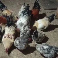 پنج عدد خروس  درشت و گوشتی