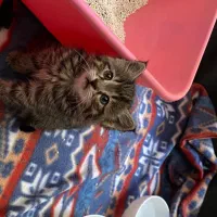 بچه گربه ۲ ماهه دی اس اچ