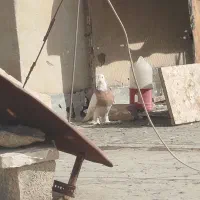 جفت طوقی نر و ماده درجه یک الما سی و زرد|پرنده|فولادشهر, مسکن مهر فولادشهر|دیوار