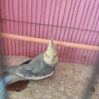 عروس سخنگو مفت