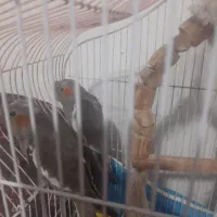 طوطی|پرنده|چالوس, |دیوار