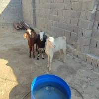 کهره نر و بز چاق|حیوانات مزرعه|خورموج, |دیوار