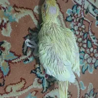 جوجه عروس هلندی لوتینو و سیامون