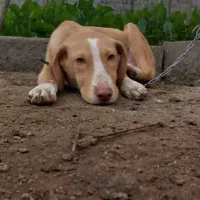 توله سگ پوینتر