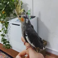 عروس هلندی سیامون