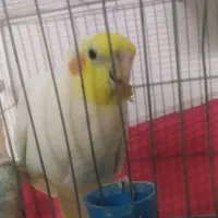 عروس هلندی نر