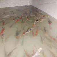 ماهی کوی رنگ های خاص|ماهی|شیراز, حافظیه|دیوار