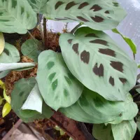 انواع گلهای تازه|گل و گیاه طبیعی|آستارا, |دیوار