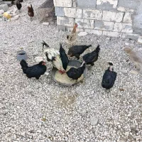 مرغ تخمگذار جوجه خروس|حیوانات مزرعه|رحمتآباد, |دیوار