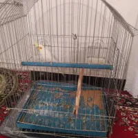 سهرقناری مست بخون و عروس هلندی نر