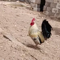 خروس|حیوانات مزرعه|اهواز, گلدشت|دیوار