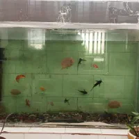 مبل و اکواریوم ومیز نهار خوری وقلیون|مبلمان خانگی و میز عسلی|قائن, |دیوار