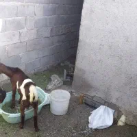 دو عدد کهر|حیوانات مزرعه|میناب, |دیوار