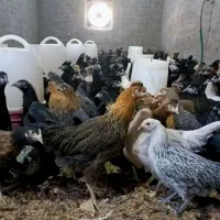 مرغ جهادی نژاد تخمگذار و گلپایگانی