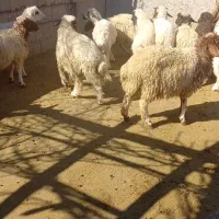 ۱۱ عدت بره سه عدت میش دوتا اول شکم یکی سه شکم